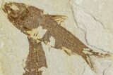 Two Detailed Fossil Fish (Knightia) - Wyoming #234208-1
